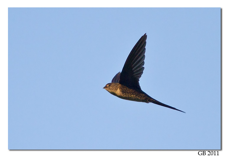 NEOTROPICAL PALM SWIFT
